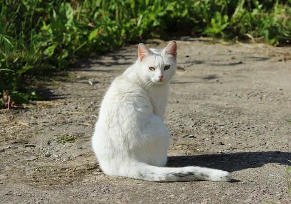 Nice Branco Único Gato Sem Teto Com Olhos Laranja Está — Fotografia de Stock