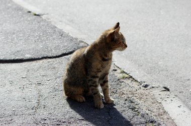 Yalnız kedi kaplumbağa kabuğunun üç rengi kaldırımdaki asfalttır.