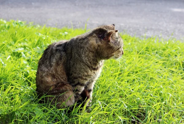 Cor Cana Gato Sem Teto Endurecido Com Lesões Orelha Escabiose — Fotografia de Stock