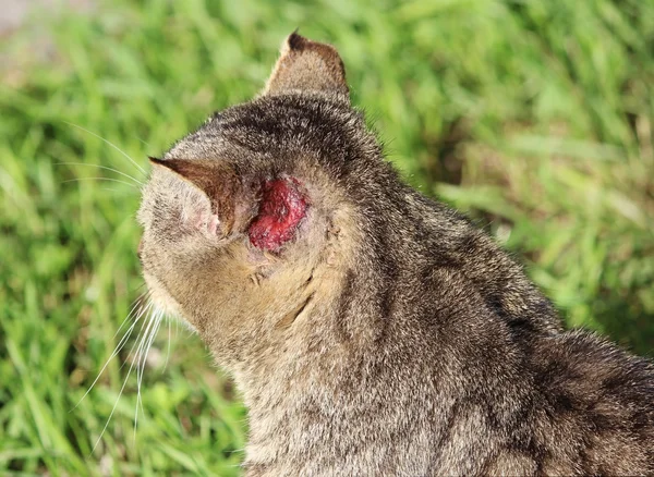 Sertleştirilmiş evsiz kedi sazlık renginde kulakta yaralar ve kulak arkasını kaşıyan uyuz otoakarya.