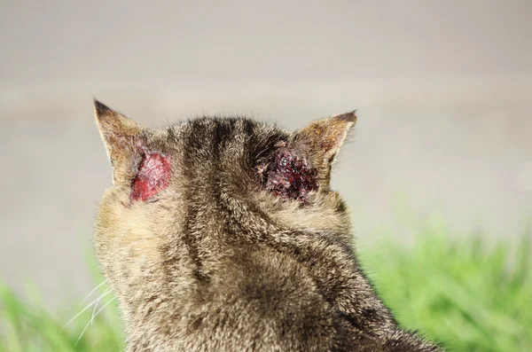 硬化的无家可归的猫的芦苇色 耳朵受伤和疥疮 耳后有典型的抓挠 — 图库照片
