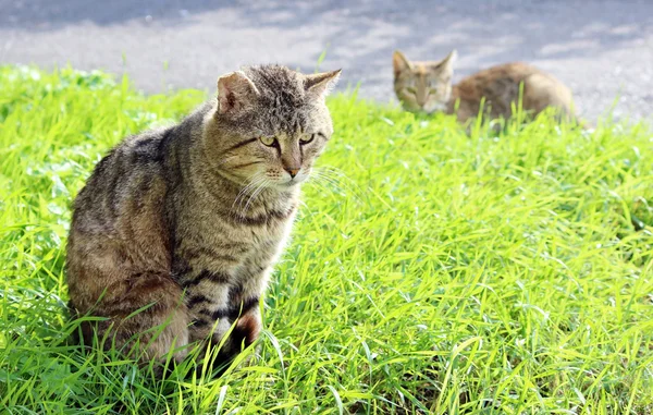 Durci Sans Abri Chat Roseau Couleur Avec Des Blessures Après — Photo