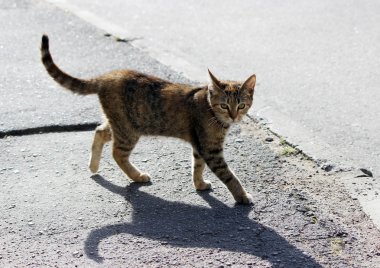 Yalnız kedi kaplumbağa kabuğunun üç rengi kaldırımdaki asfalttır.