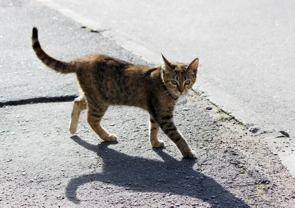 Lonely Stray Cat Tortoiseshell Tricolor Color Asphalt Sidewalk — Stock Photo, Image