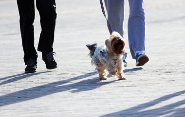 Yorkshire Terrier köpeği ile meydanda yürüyen bir adam ve kadın.
