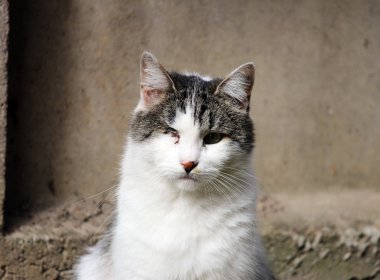 Kedi uçuk virüsü kapmış kedi - Kedi virüsü gergedanı ya da klamidya - Chlamydia psittaci gözünü kaybettikten sonra