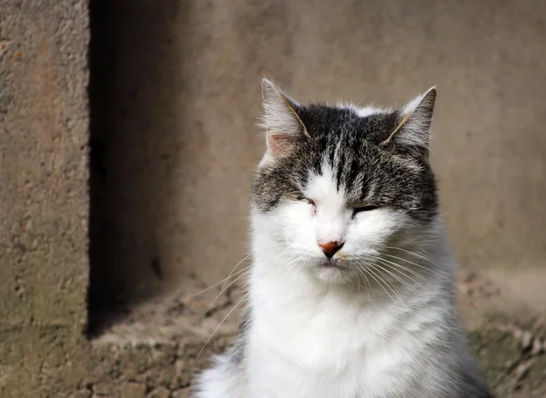 Kot Zakażony Herpeswirusem Kotów Wirusowe Zapalenie Nosa Tchawicy Kotów Lub — Zdjęcie stockowe