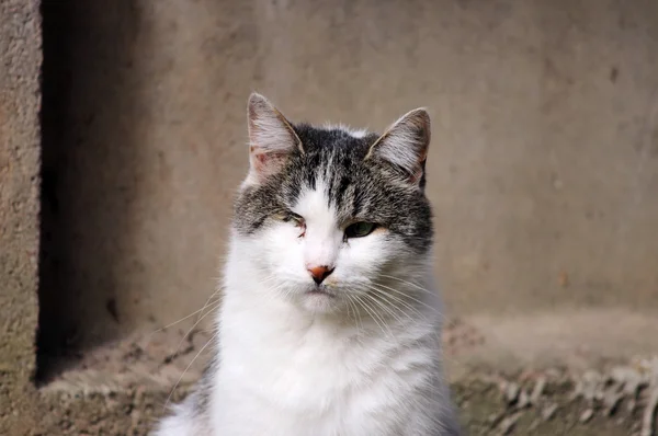 Gato Infectado Con Herpesvirus Felino Rinotraqueítis Clamidiosis Vírica Felina Clamidia —  Fotos de Stock