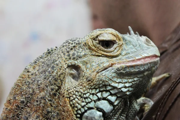 Joven Iguana Iguana Macho Está Sentado Una Mano Durante Exposición — Foto de Stock