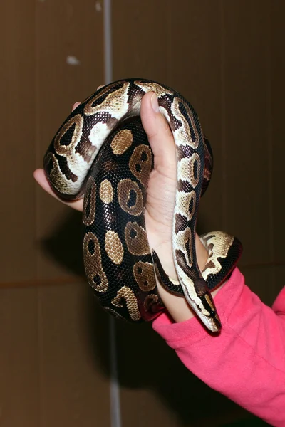 Python Regius Enano Real Sentado Sus Manos Durante Exposición — Foto de Stock