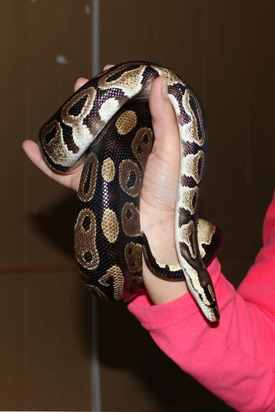 Python Regius Enano Real Sentado Sus Manos Durante Exposición —  Fotos de Stock