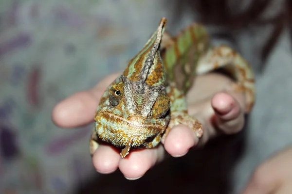 Camaleón Yemen Chamaeleo Calyptratus Está Sentado Las Manos Durante Exposición — Foto de Stock