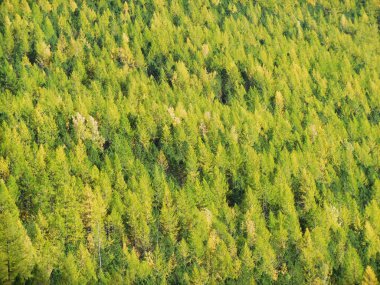 Sibirya 'daki Taiga kozalaklı vahşi ormanı, Altai Dağları