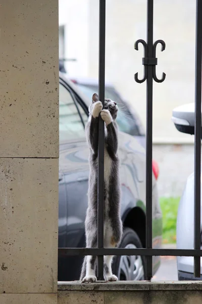 灰色的猫 白爪抱着栅栏在街上 热情洋溢地看着小鸟 — 图库照片