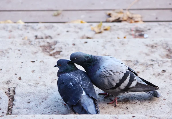 いくつかの鳩は愛情を込めて眠っています — ストック写真