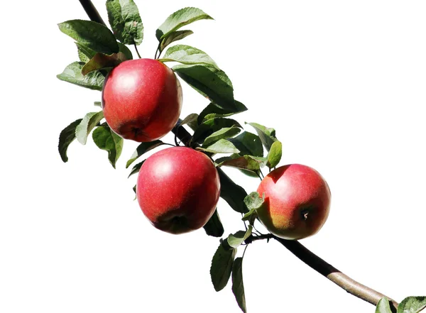 Isolierte Traube Reifer Äpfel Auf Einem Ast — Stockfoto