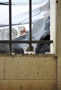 Beyaz pençeli gri kedi ızgaraya tutkuyla sarılıp kuşa bakıyor.