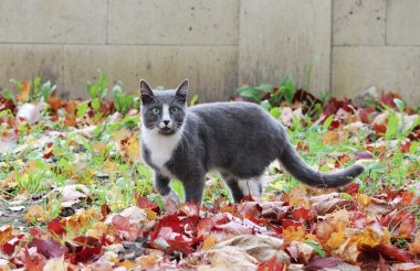 Gri ve beyaz kedi sokaklarda yürüyor güzel sonbahar akçaağaç yaprakları yerde