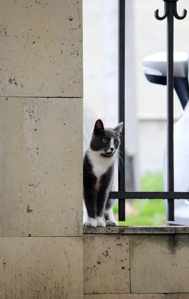 Γκρι Γάτα Λευκά Πόδια Αγκαλιάζει Πλέγμα Ενθουσιωδώς Κοιτάζοντας Πουλί — Φωτογραφία Αρχείου