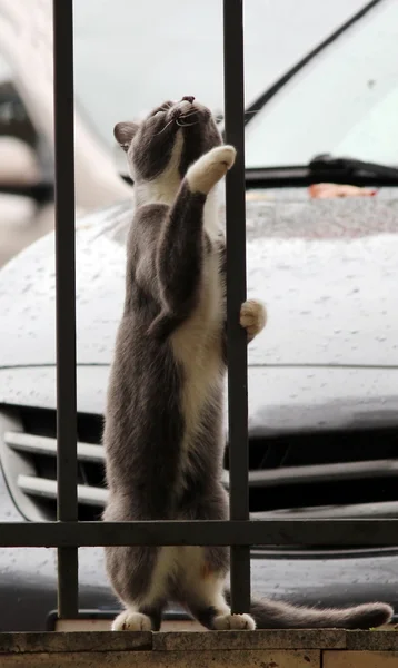 Grijze Kat Met Witte Poten Knuffelend Grille Enthousiast Kijkend Naar — Stockfoto