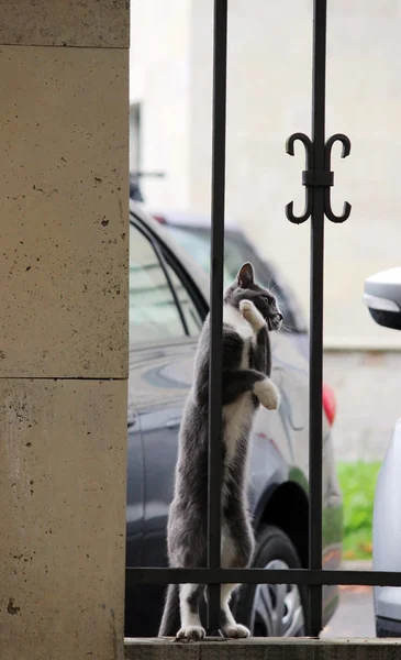 Gray Cat White Paws Hugging Grille Enthusiastically Looking Bird — Stock Photo, Image