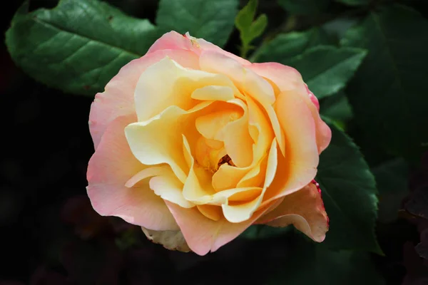 Giardino fiorito rosa rosa con arancione primo piano vista dall'alto. decorazione stradale della zona locale vicino alla casa — Foto Stock