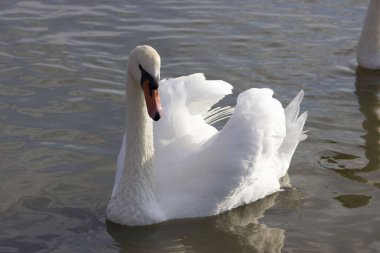 Kuğu gölünde beyaz bir kuğu. Zarif kuş beslenmek için kıyıya yüzdü..