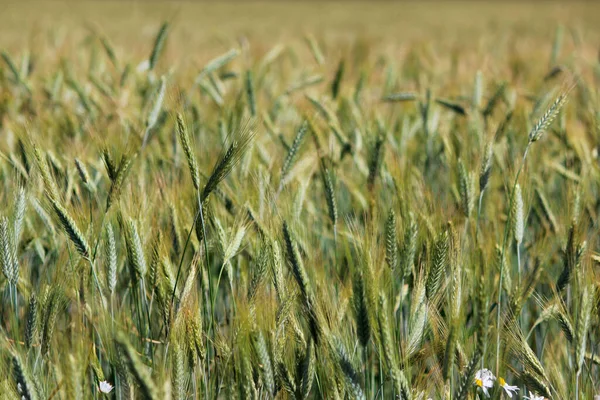 Campo de centeno en el proceso de maduración del grano. todo un campo de orejas verdes. Agosto, Rusia — Foto de Stock