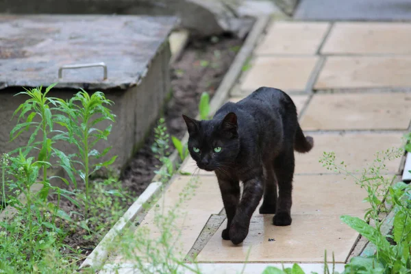 Gatto nero cammina lungo un sentiero lastricato con lastre di pavimentazione sul territorio di un cottage estivo. Hostess di Halloween. scatola di erbaccia in background. — Foto Stock