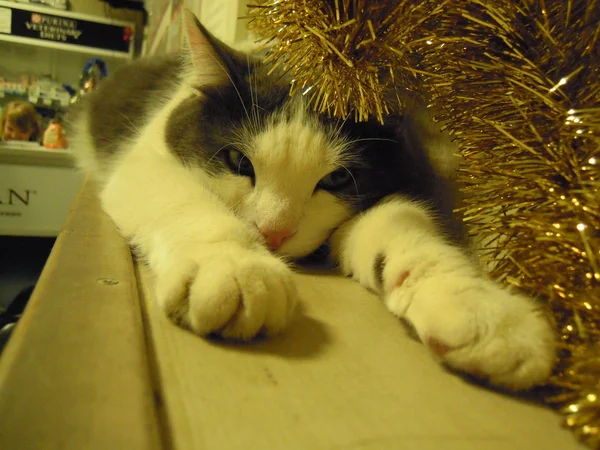 Kočka kostka — Stock fotografie