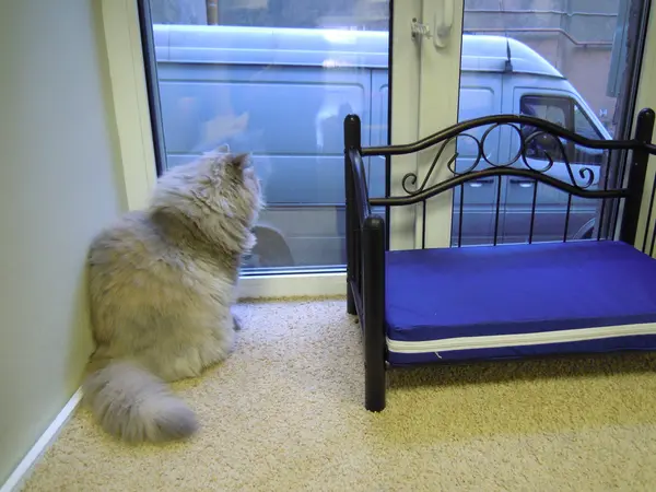 Persian cat looking out the window — Stock Photo, Image