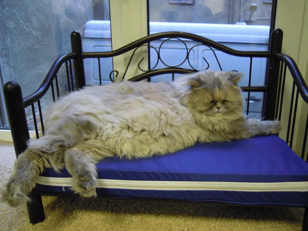 Gatto persiano sdraiato sul divano — Foto Stock