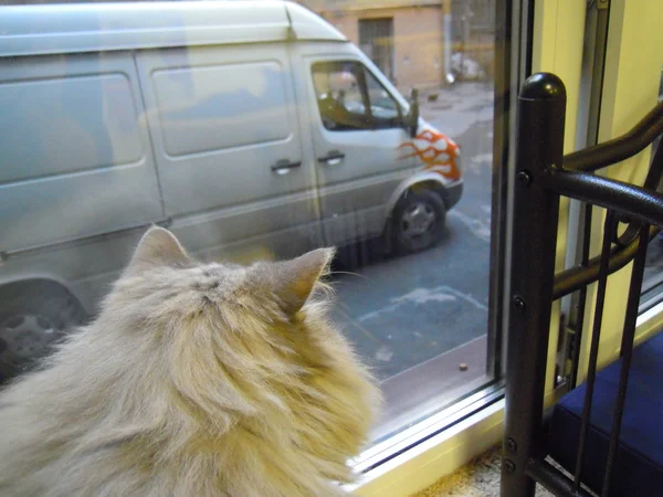 Gato persa olhando pela janela — Fotografia de Stock