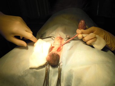 Neutering köpekler