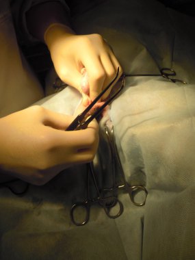Neutering köpekler