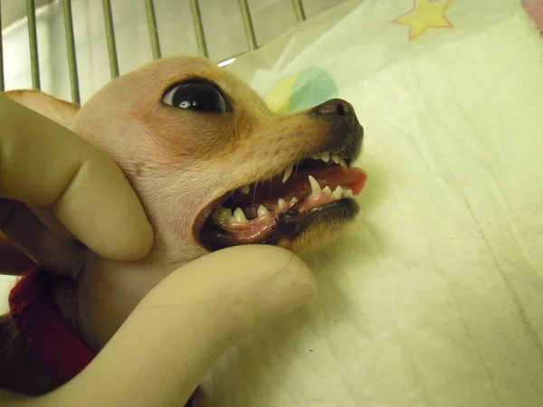 违反了的狗的牙齿变化 — 图库照片