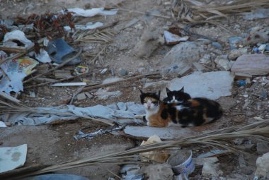 Mısır sokaklarında sokak kedi vardır enkaz arasında