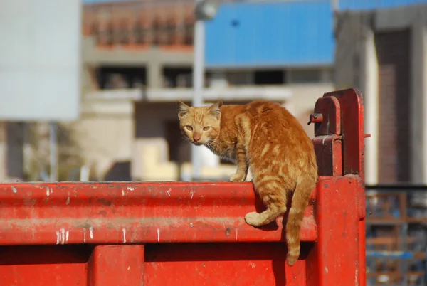 Chat orange chevauchant un conteneur à ordures . — Photo