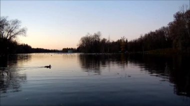 Rookery üzerinde Gölü parkta Gatchina, Leningrad region, Rusya Federasyonu.