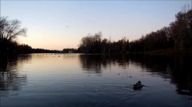 Ördek sürüsü gölde yüzmek