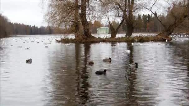 Anatre, gabbiani e galline acquatiche che galleggiano in un gregge nel lago — Video Stock