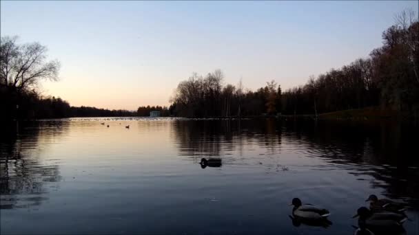 Ducks swim in the lake — Stock Video