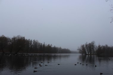 Beyaz Lake ve rookery Gatchina Park.
