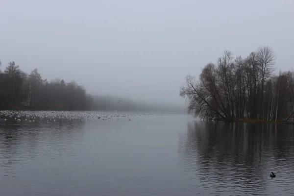 White Lake and rookery in Gatchina park. — Stock Photo, Image