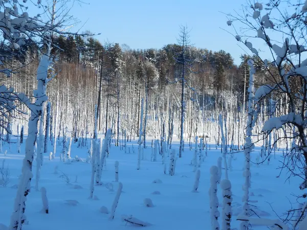 Winterlandschaft in Karelien, im Februar 2015. — Stockfoto