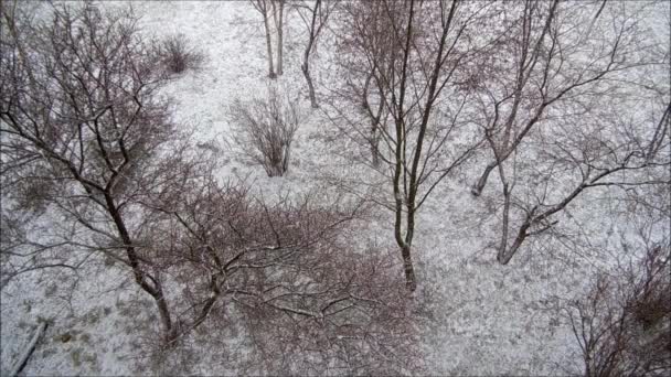 Der erste Schnee. — Stockvideo