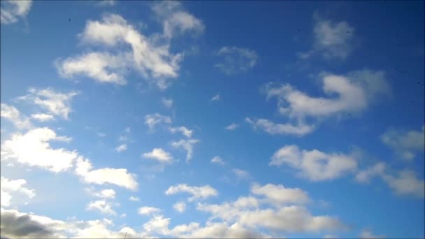 Gabbiani d'argento (Larus argentatus) che volano nel cielo . — Video Stock