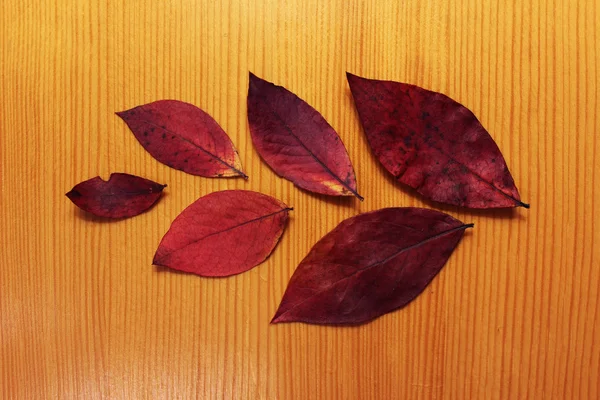 Composición de seis hojas secas de otoño —  Fotos de Stock