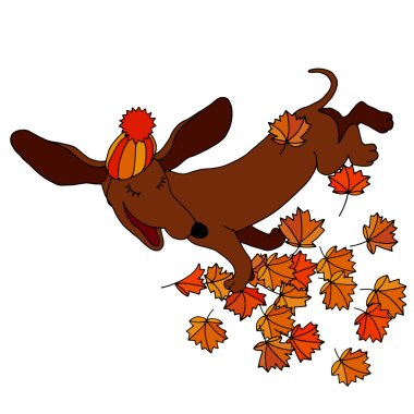 vector drawing dachshund, which throws maple leaves in autumn