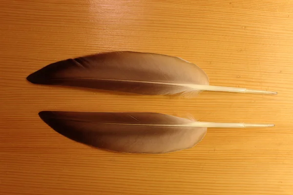 สองขนนกปากกาจากเป็ด (Anas platyrhynchos ) — ภาพถ่ายสต็อก